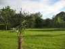 IMG_0161.JPG - 